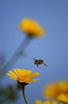 Crown daisies (Glebionis coronarium) with Honey bee flying, Akamas Peninsula, Cyprus