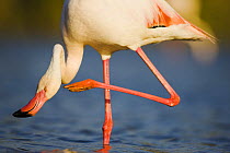 Greater flamingo (Phoenicopterus roseus) scratching neck, in lagoon, Pont Du Gau, Camargue, France, April 2009. WWE BOOK. WWE INDOOR EXHIBITION