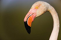 Greater flamingo (Phoenicopterus roseus) head profile, Pont Du Gau, Camargue, France, April 2009