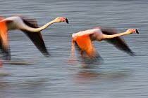 Two Greater flamingos (Phoenicopterus roseus) flying over lagoon, Camargue, France, April 2009