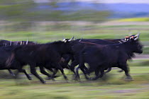 Camargue bulls running in pasture, Camargue, France, April 2009