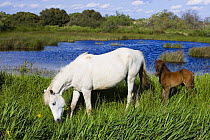 White Camargue horse, mare with brown foal, Camargue, France, April 2009