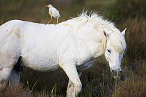 White Camargue horse stallion with a Cattle egret (Bulbulcus ibis) on his back, Camargue, France, April 2009