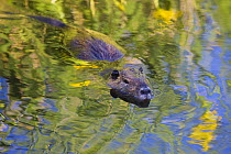 Coypu / Nutria (Myocastor coypus) swimming, Camargue, France, April 2009