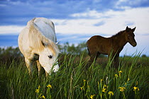 White Camargue horse, mare feeding on grass, with foal, Camargue, France, April 2009