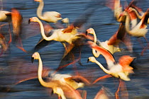 Greater flamingos (Phoenicopterus roseus) taking off from lagoon, Camargue, France, May 2009