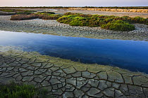 Canal with drought patterns near Etang du Fangassier, Camargue, France, May 2009