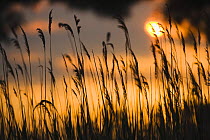 Lagoon with silhouette of reeds at sunset, Camargue, France, May 2009