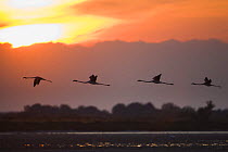 Greater flamingos (Phoenicopterus roseus) in flight, silhouetted against sky at sunrise, Camargue, France, May 2009