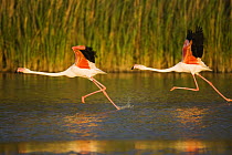 Two Greater flamingos (Phoenicopterus roseus) taking off from lagoon, Camargue, France, May 2009