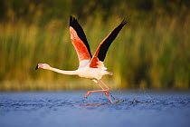 Greater flamingo (Phoenicopterus roseus) taking off from lagoon, Camargue, France, May 2009