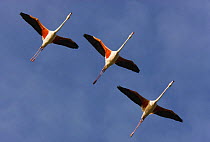 Three Greater flamingos (Phoenicopterus roseus) in flight, Camargue, France, May 2009