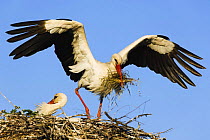 White stork (Ciconia Ciconia) landing on nest with building material, Pont du Gau, Camargue, France, May 2009