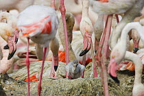 Greater flamingos (Phoenicopterus roseus) part of breeding colony of approx 10,000 pairs, with a newly hatched chick, Camargue, France, May 2009