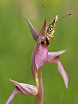 Glanville fritillary butterfly (Melitaea cinxia) on Tongue orchid (Serapias sp) Pollino National Park, Basilicata, Italy, May 2009
