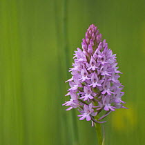 Pyramidal orchid {Anacamptis pyramidalis} Pollino National Park, Basilicata, Italy, May 2009