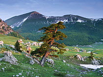 Bosnian pine (Pinus leucodermis / heldreichii) in rock strewn landscape, Pollino National Park, Basilicata, Italy~May 2009