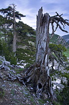 Bosinian pine (Pinus leucodermis) dead trunk, Pollino National Park, Basilicata, Italy, May 2009