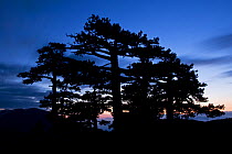 Bosnian pines (Pinus leucodermis) at dusk, Pollino National Park, Basilicata, Italy