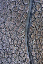 Close-up of Bosnian pine (Pinus leucodermis) bark, Pollino National Park, Basilicata, Italy, May 2009