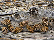 Bosnian pine (Pinus leucodermis) close-up fallen trunk bark with cones, Pollino National Park, Basilicata, Italy, May 2009