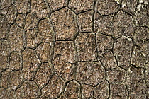 Close-up of Bosnian pine (Pinus leucodermis) bark, Pollino National Park, Basilicata, Italy, May 2009