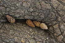 Bosnian pine (Pinus leucodermis) cones wedges in hole in trunk, Pollino National Park, Basilicata, Italy, May 2009