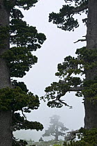 Bosnian pine trees (Pinus leucodermis) in mist, Pollino National Park, Basilicata, Italy, May 2009