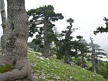 Bosnian pine trees (Pinus leucodermis) Pollino National Park, Basilicata, Italy, May 2009