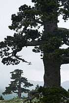 Bosnian pine (Pinus leucodermis) trees, Pollino National Park, Basilicata, Italy, May 2009