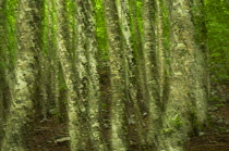 Abstract European beech trees (Fagus sylvatica) Pollino National Park, Basilicata, Italy, June 2009