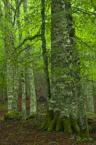 European beech trees (Fagus sylvatica) Pollino National Park, Basilicata, Italy, June 2009