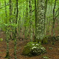European beech (Fagus sylvatica) forest, Pollino National Park, Basilicata, Italy, June 2009