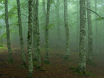 European beech tree (Fagus sylvatica) forest in light mist, Pollino National Park, Basilicata, Italy, June 2009