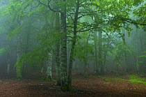 European beech tree (Fagus sylvatica) forest in mist, Pollino National Park, Basilicata, Italy, June 2009