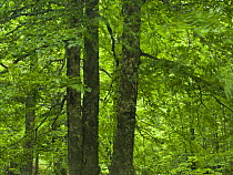 European beech trees (Fagus sylvatica) Pollino National Park, Basilicata, Italy, June 2009