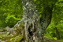 European beech (Fagus sylvatica) trunk, Pollino National Park, Basilicata, Italy, June 2009