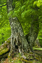 Old European beech tree (Fagus sylvatica) Pollino National Park, Basilicata, Italy, June 2009