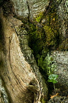 Close-up of European beech tree (Fagus sylvatica) trunk, Pollino National Park, Basilicata, Italy, June 2009