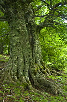 Old European beech trees (Fagus sylvatica) Pollino National Park, Basilicata, Italy, June 2009