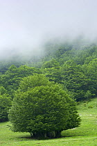European beech (Fagus sylvatica) forest with mist over trees, Pollino National Park, Basilicata, Italy, June 2009