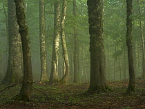 European beech (Fagus sylvatica) forest in light mist, Pollino National Park, Basilicata, Italy, June 2009