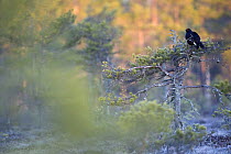 Black grouse (Tetrao tetrix) on top of a small tree displaying, Bergslagen, Sweden, April 2009