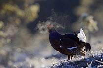 Black grouse (Tetrao tertrix) male expiring warm air on a cold morning, while displaying, Bergslagen, Sweden, April 2009