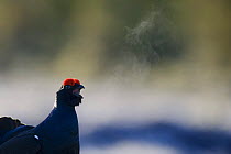 Black grouse (Tetrao tertrix) male expiring warm air on a cold morning, while calling as part of display, Bergslagen, Sweden, April 2009