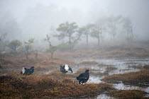 Black grouse (Tetrao tertrix) males displaying at lek sites, in mist, Bergslagen, Sweden, April 2009
