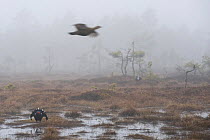 Black grouse (Tetrao tertrix) male displaying at lek, female flying overhead, light mist, Bergslagen, Sweden, April 2009