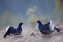 Black grouse (Tetrao tertrix) males fighting, expiring warm air on a cold morning, Bergslagen, Sweden, April 2009