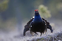 Black grouse (Tetrao tertrix) male displaying at lek, expiring warm air on a cold morning, Bergslagen, Sweden, April 2009