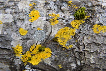 Lichen growing on a tree trunk, Bergslagen, Sweden, April 2009